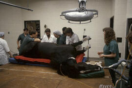 Western College of Veterinary Medicine - Large Animal Surgery