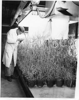 Agricultural Research - Field Crops