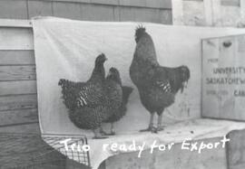 Agriculture - Poultry - Chickens