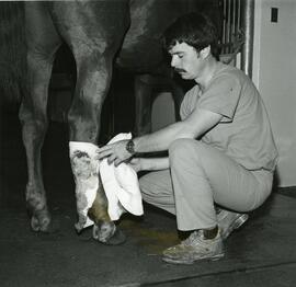 Western College of Veterinary Medicine - Horse treatment