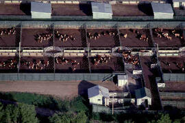 Aerial view of cattle on campus