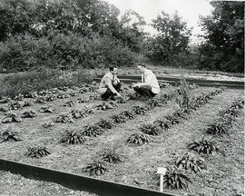 Agricultural Research - Experimental Plots