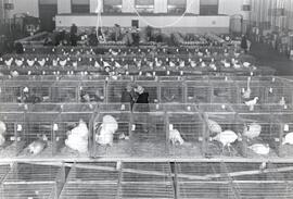 Poultry - Moose Jaw Exhibition