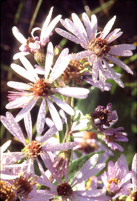 Smooth Leaved Aster (aster laevis)