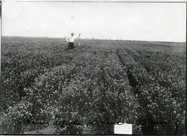 Field Crop of Alfalfa