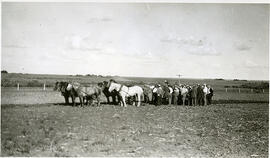 Agriculture - Plowing Matches - Abernethy