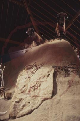 Wanuskewin : bison jump diorama in permanent museum