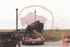 Bronze bull sculpture being lifted off flat bed trailer with crane