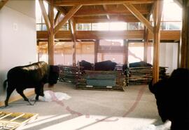 Bison pound during installation