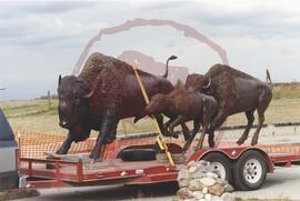 Bronze bull, cow and calf sculptures on flat bed trailer
