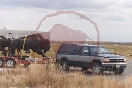Bronze bull, cow and calf sculptures being hauled on a flat bed trailer by a dodge truck