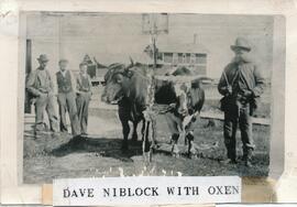 Dave Niblock with Oxen